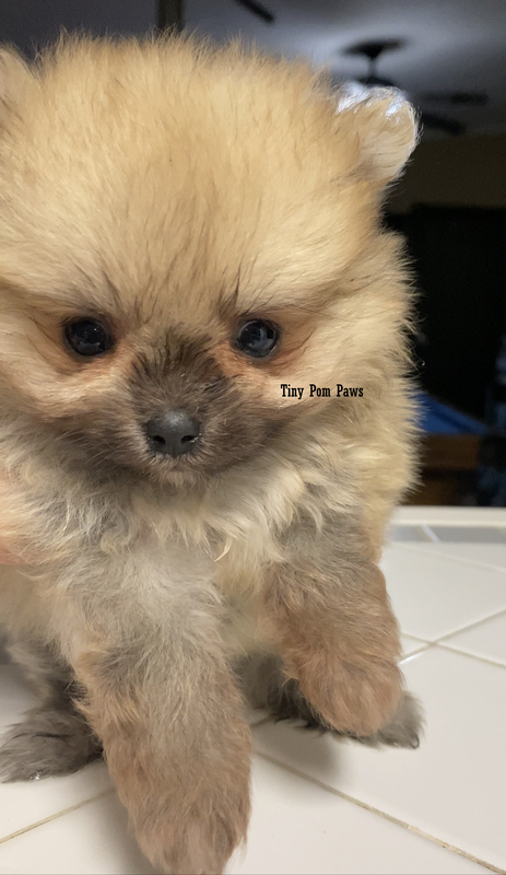 Available Puppies - Tiny pom paws