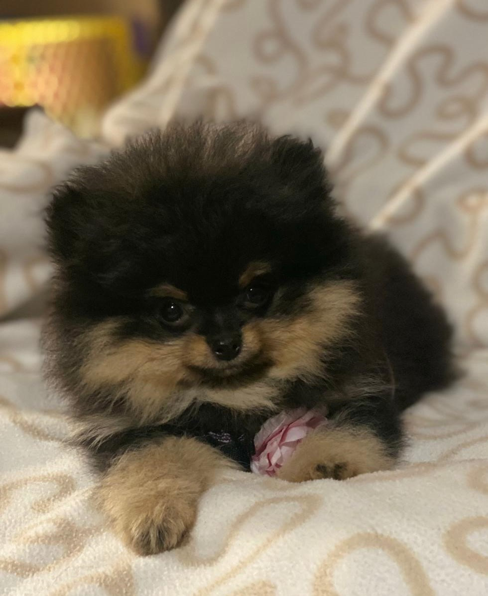 Available Puppies - Tiny pom paws