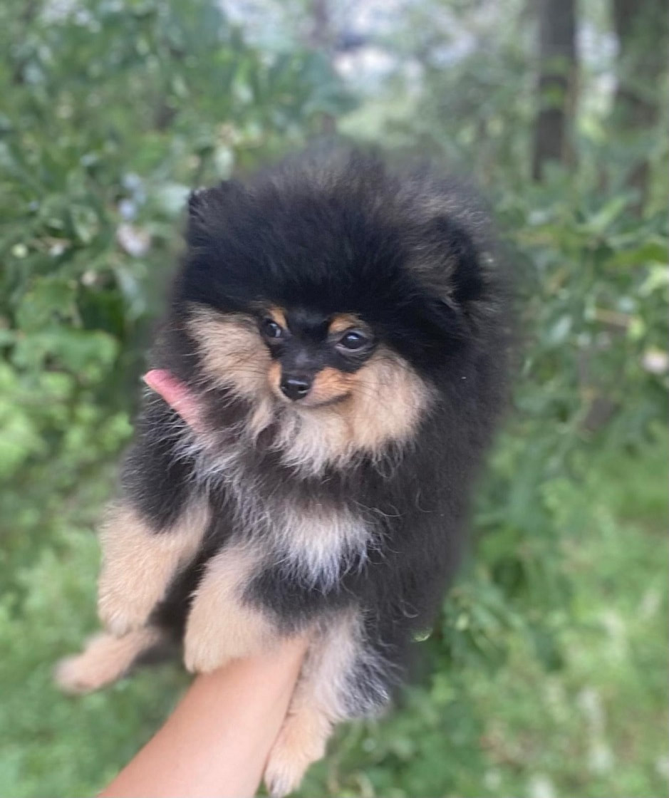 Available Puppies - Tiny pom paws